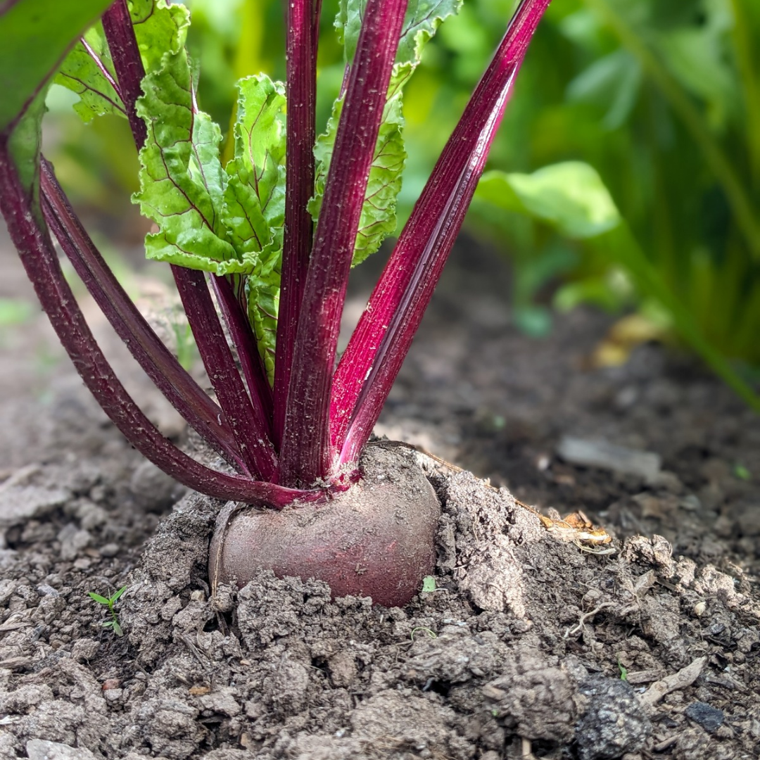 Purple Beet Bunches